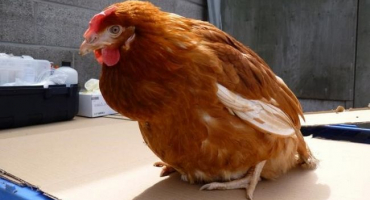 Ztráta aktivity kuřete: nežere, nepije, sedí zmačkané